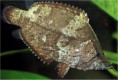 /album/fotogaleria-elcriadero/monocirrhus-polyacanthus-pez-hoja-jpg2/